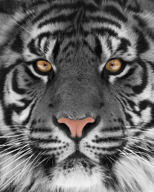 Gray Tiger