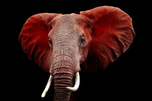 Red Elephant