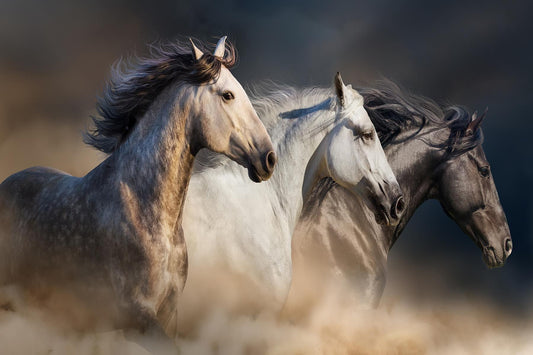 3 Horses