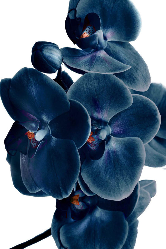 Blue Orchid