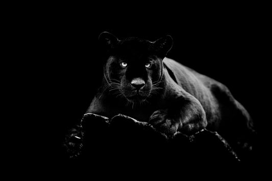 Black Panther