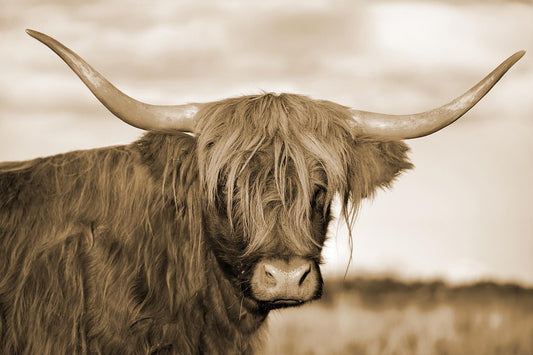 Highland Cow 1