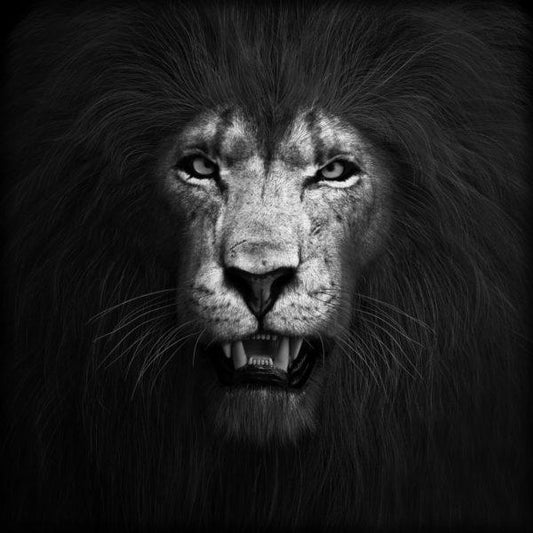 Lion B/W