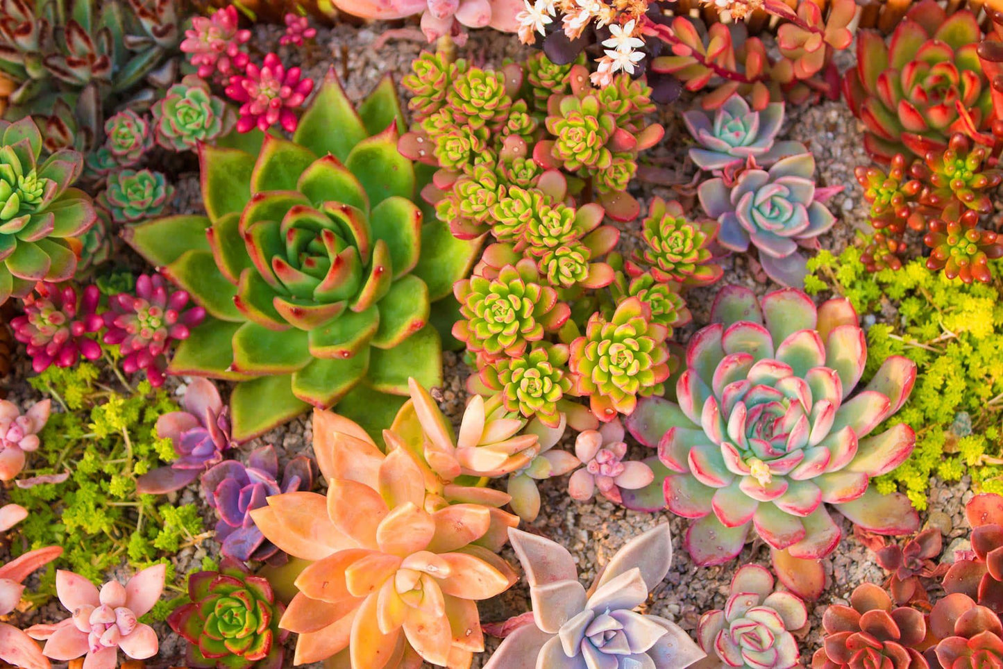 Succulent Dreams