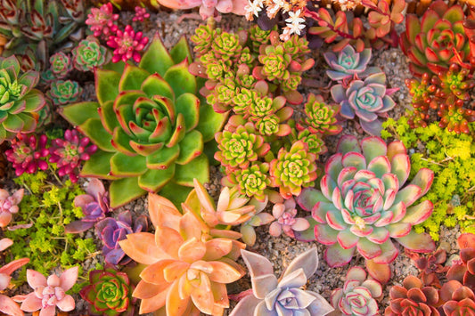 Succulent Dreams
