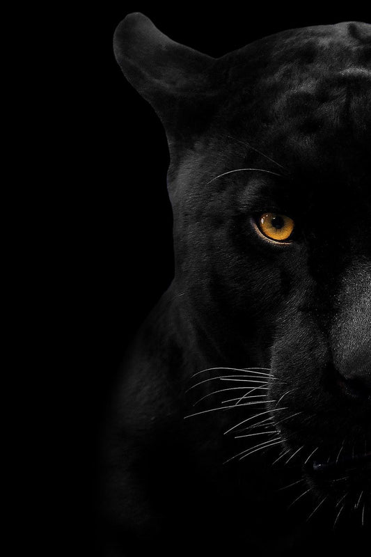 Panther Face