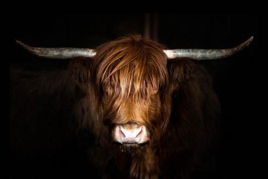 Highland Cow on Black