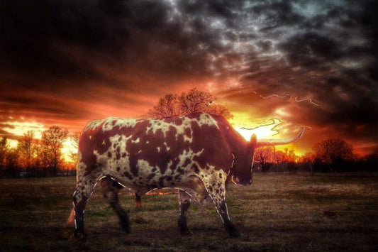 Longhorn at Sunset