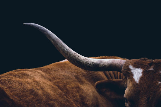 Texas Longhorn